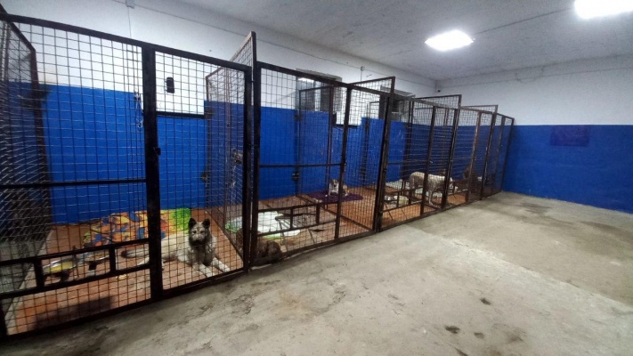 v-penzenskoy-oblasti-za-nedelyu-po-gosprogramme-sterilizovali-6-sobak