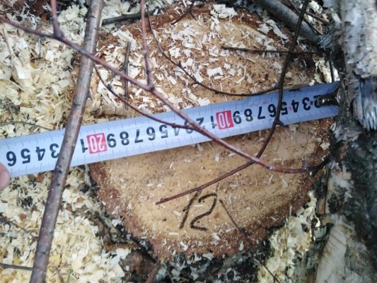 В Кузнецком районе черные лесорубы уничтожили леса на 1,3 млн рублей
