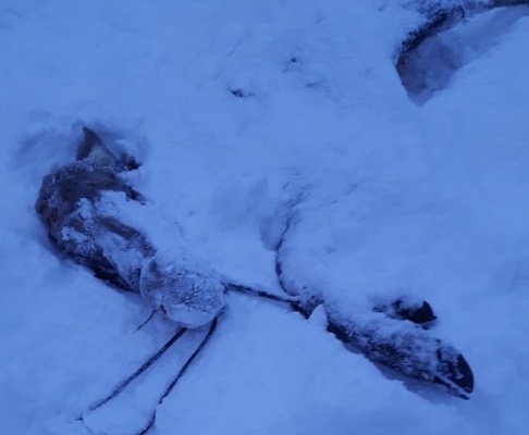 В Шемышейском районе браконьеры убили самку лося