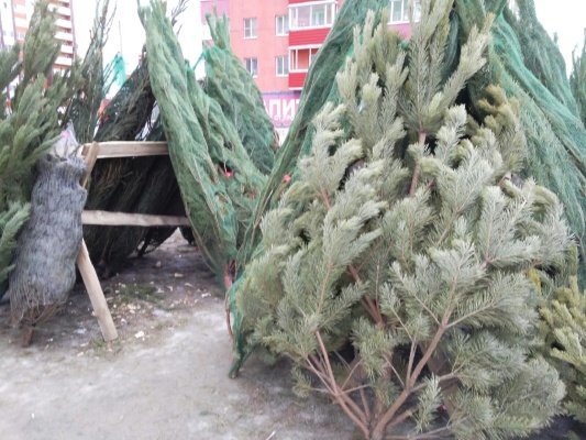 В выходные в Пензе заработают елочные базары