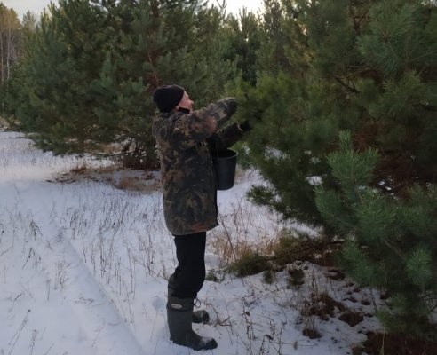 В Пензенской области началась заготовка шишек