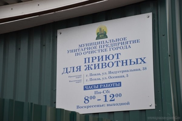 Полномочия по обращению с бездомными животными переданы пензенскому правительству