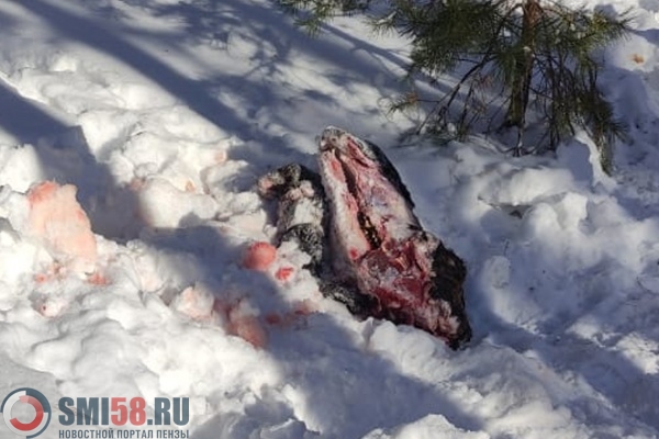 Под Пензой браконьеры убили лося