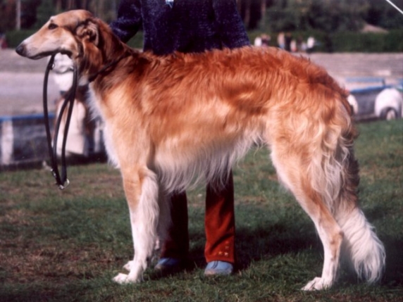 moshenniki-sygrali-na-nezhnykh-chuvstvakh-sobakovoda