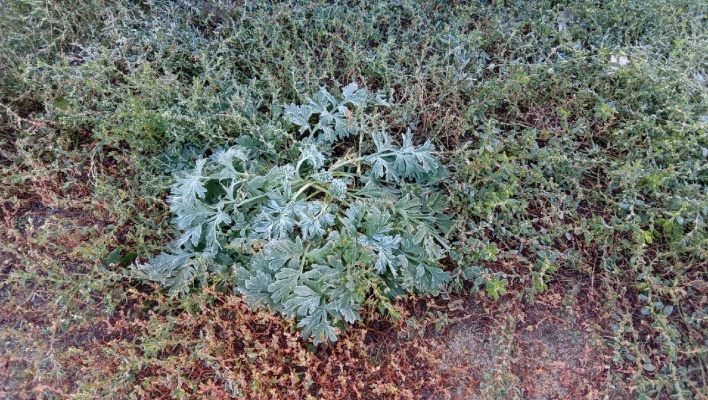 v-penzenskoy-oblasti-sokhranyayutsya-nochnye-temperatury-do-5-186-s