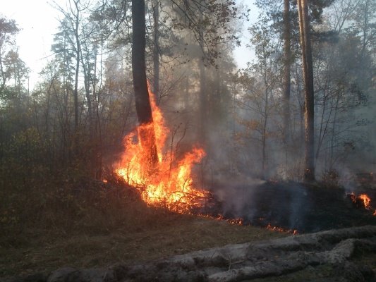 В Пензенской области с начала сезона выгорело более 12 га леса