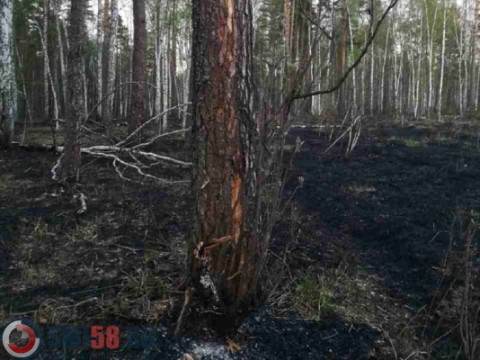 В Городищенском районе из-за грозы загорелся лес