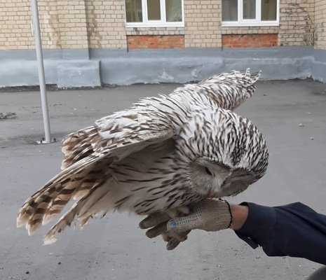 В Пензе нашли и спасли длиннохвостую неясыть