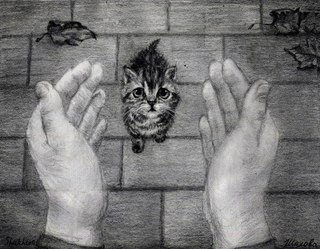 Защитники бездомных животных могут лишиться помещения