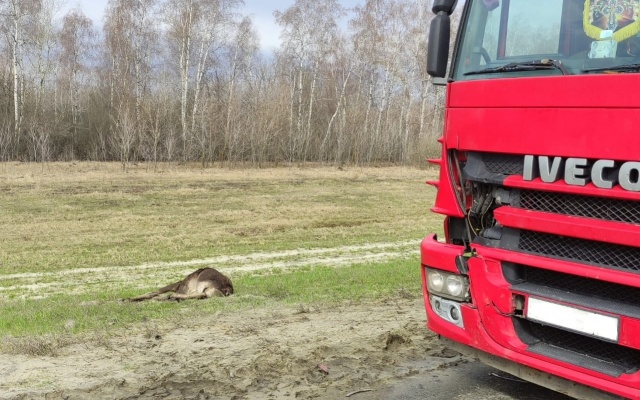 В Мокшанском районе грузовик насмерть сбил лосиху
