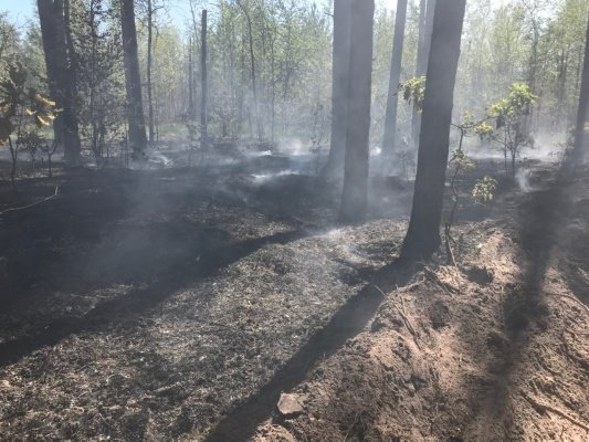 В Пензенской области случилось еще два лесных пожара