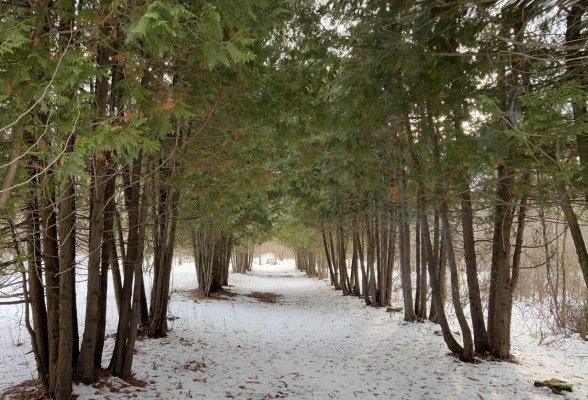 Дендрарий имени Г.Ф. Морозова готов к посадке новых саженцев