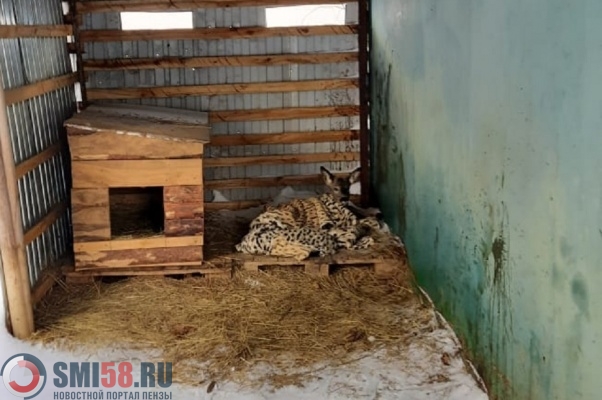 В пензенский зоопарк на реабилитацию привезли сбитую косулю