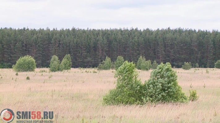 zhiteli-zemetchinskogo-rayona-ustroili-v-lesu-plantatsiyu-konopli