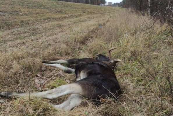 Под Пензой браконьер убил лося