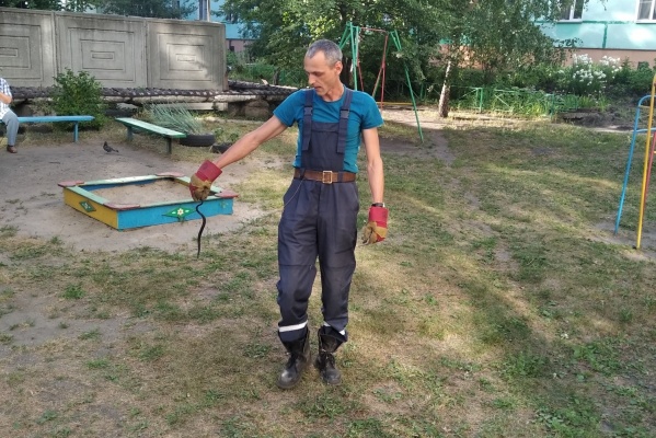 На детскую площадку в Пензе заползла гадюка