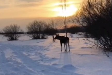 Из Заречного вывезли лосиху с детенышами