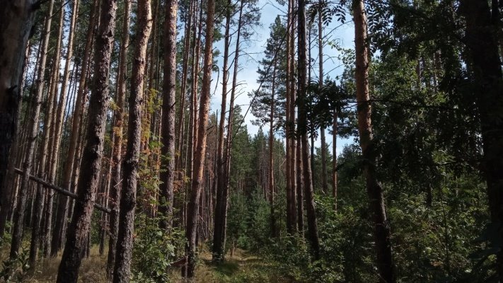 Пенза перевыполнила план по отчислениям за использование лесов