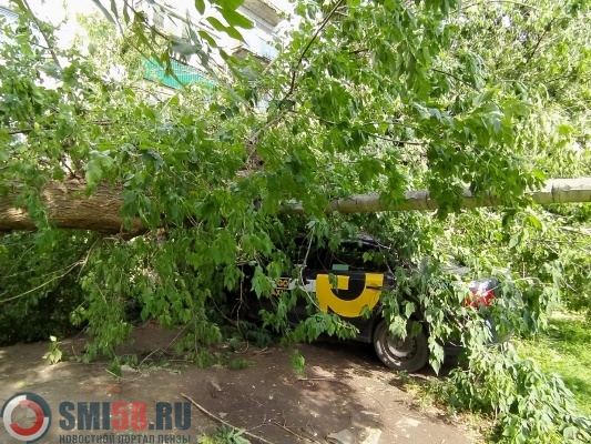 На улице Калинина в Пензе дерево упало на такси и перегородило подъезд