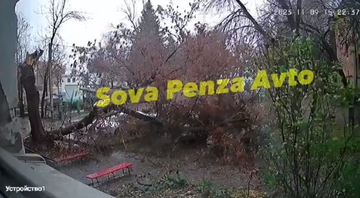 На улице Свердлова в Пензе дерево упало на припаркованные автомобили