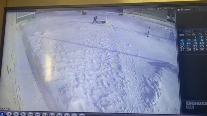 В Кузнецке стая собак напала на ребенка