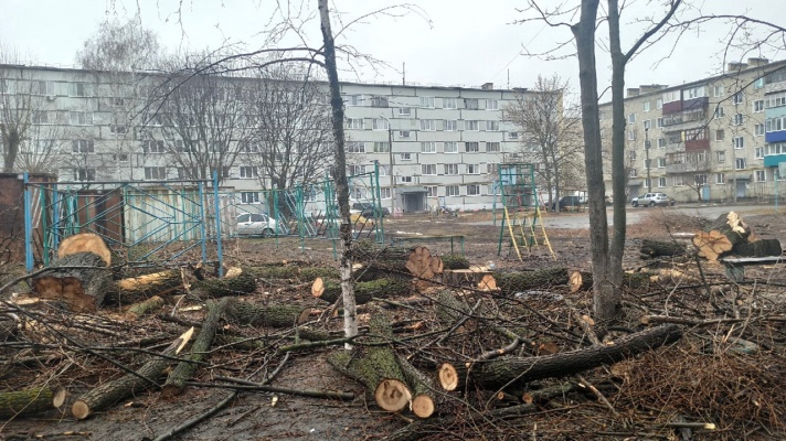 Жители Кузнецка возмущены вырубкой многолетних деревьев