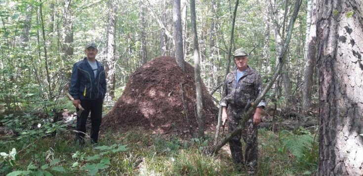 В Земетчинском районе обнаружили двухметровый муравейник