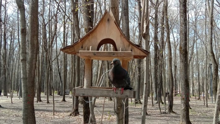 Пензенцы установят скворечники и дуплянки в Международный день птиц