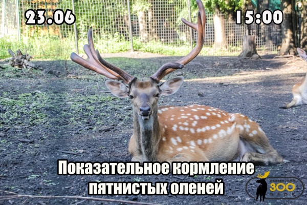 Пензенцев приглашают на показательное кормление пятнистых оленей