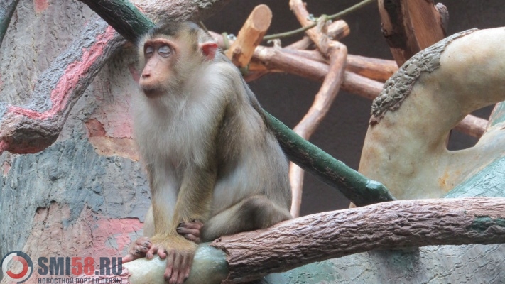 vkhod-v-penzenskiy-zoopark-podorozhaet-s-yanvarya