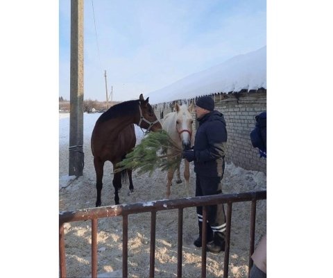Новогодние елки пензенцев передадут животным в зоопарк