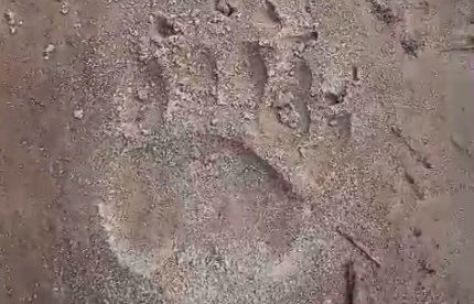 В двух районах Пензенской области обнаружены следы медведя