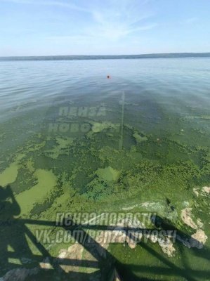 Пензенцы обеспокоены цветом воды в Сурском водохранилище
