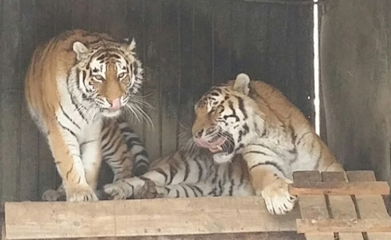 v-den-vlyublennykh-v-zoopark-pary-proydut-po-odnomu-biletu