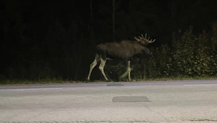 Три лося погибли в ДТП в Пензенской области за неделю