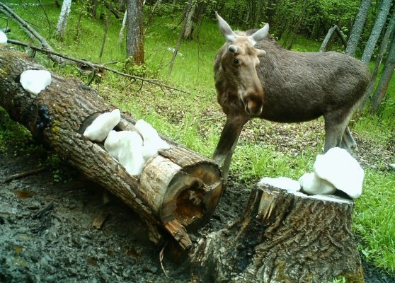 В Пензенской области стало больше зайцев, косуль, лосей, глухарей и рябчиков