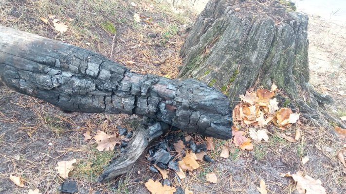 В Пензенской области начали фиксировать лесные пожары