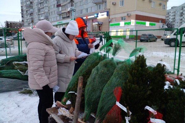 Пензенцы недовольны возросшими ценами на новогодние ели