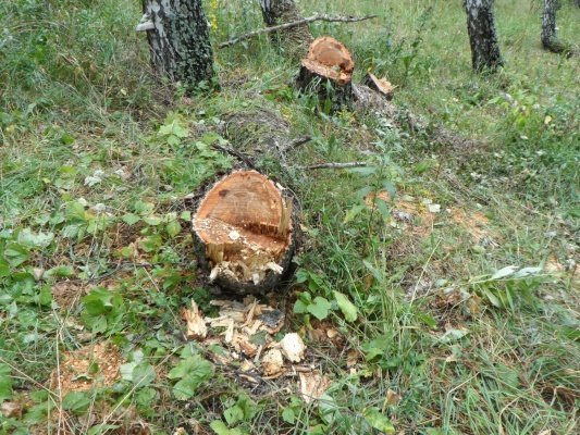В Шемышейском районе незаконно срубили березы на 300 тыс. рублей