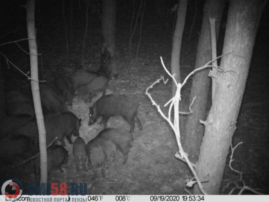 В Лопатинском районе браконьеры поймали кабана в ногозахватывающую петлю