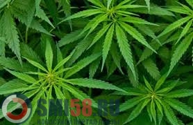 v-penzenskoy-oblasti-prokuratura-nashla-konoplyanuyu-plantatsiyu