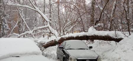 На улице Ленинградской в Пензе дерево упало на автомобиль