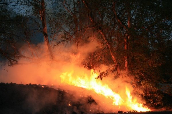 В Сосновоборском районе загорелся лес