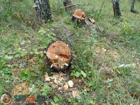 В Сосновоборском районе незаконно срубили восемь берез